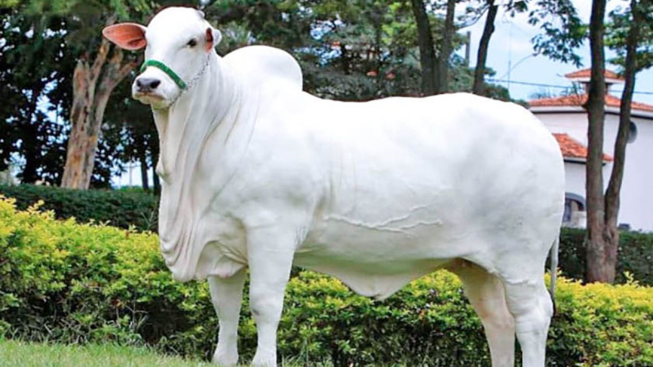 ৫৯ কোটি টাকার গরু! বিশ্বজুড়ে আলোচনায় ‘ভিয়াতিনা’