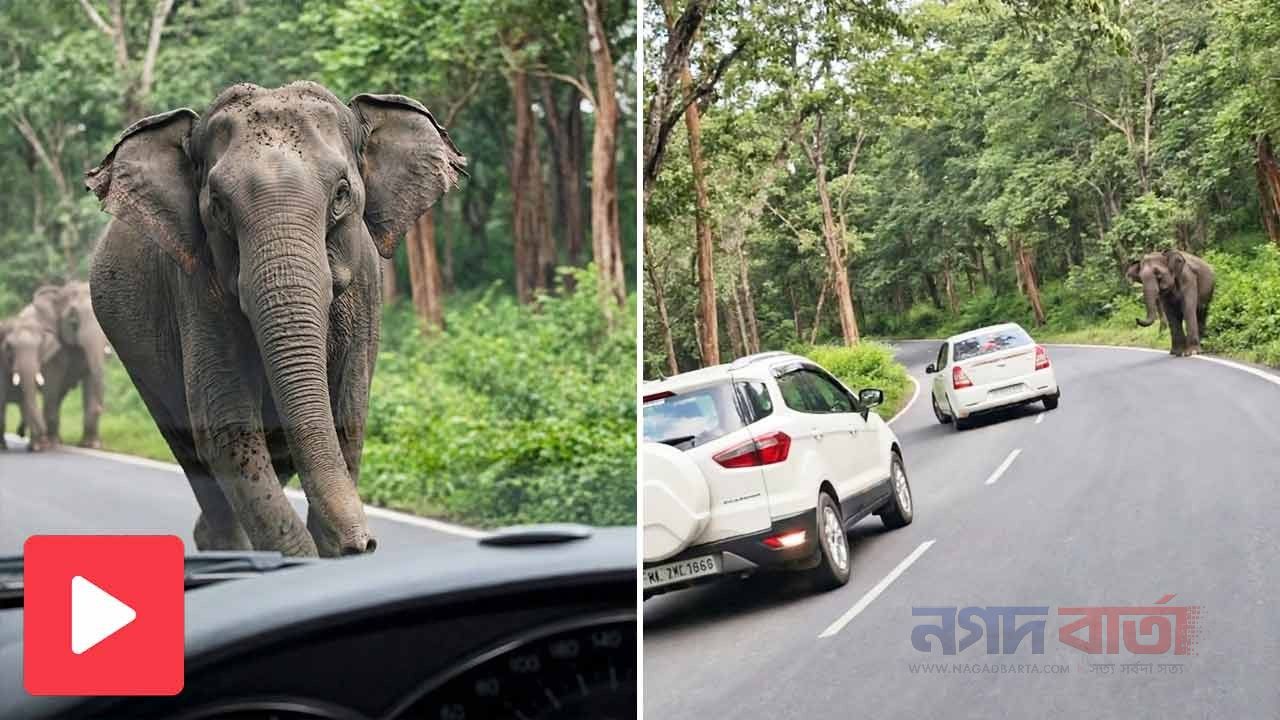 মহাসড়কে গাড়ির সামনে হঠাৎ হাতি, অতঃপর...