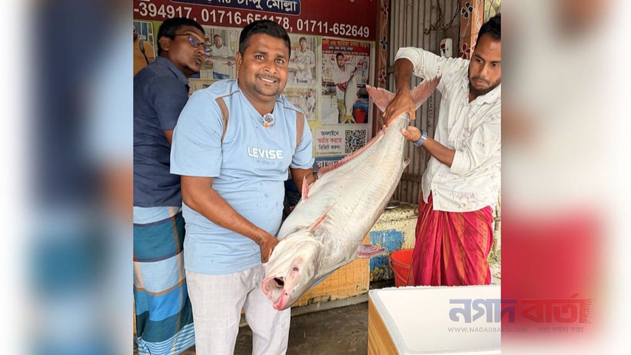 পদ্মার এক পাঙাশ বিক্রি হলো প্রায় ৫০ হাজার টাকায়