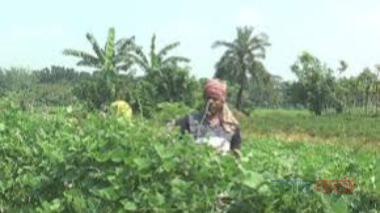 আগাম সবজি চাষে ব্যস্ত ঝিনাইদহের কৃষক, দাম ভালো পেলেও উৎপাদন খরচ নিয়ে দুশ্চিন্তা